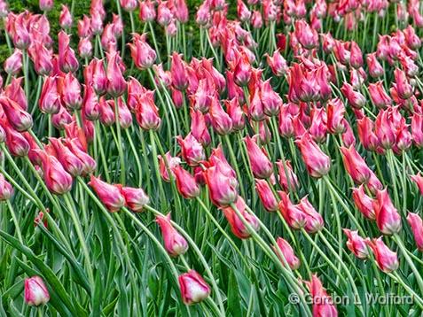 Blowing In The Wind_DSCF02354.jpg - Photographed at the 2013 Canadian Tulip Festival in Ottawa, Ontario, Canada.
